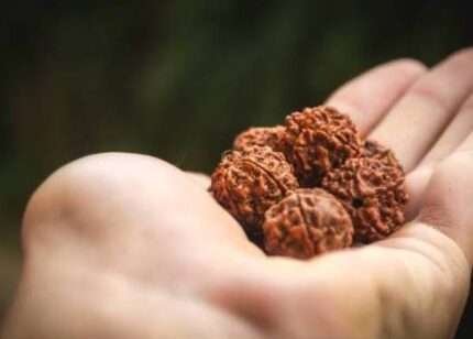 Rudraksha